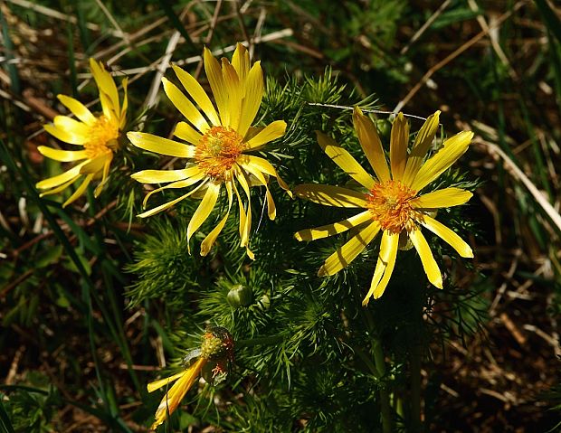 hlaváčik jarný Adonis vernalis L.