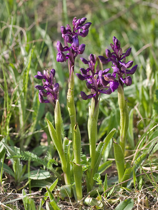 červenohlav obyčajný Anacamptis morio (L.) R. M. Bateman, A. M. Pringeon & M. W. Chase