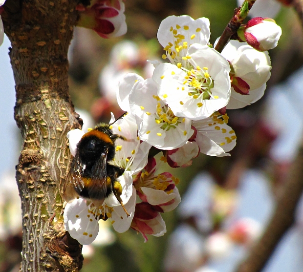 čmeľ zemný-čmelák zemní  Bombus terrestris L.