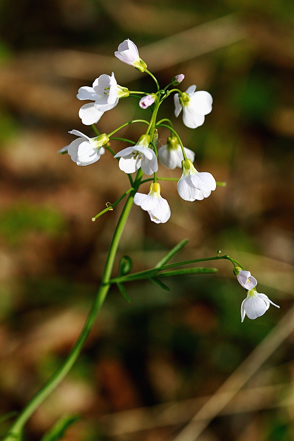 žerušnica lúčna Cardamine matthioli L.