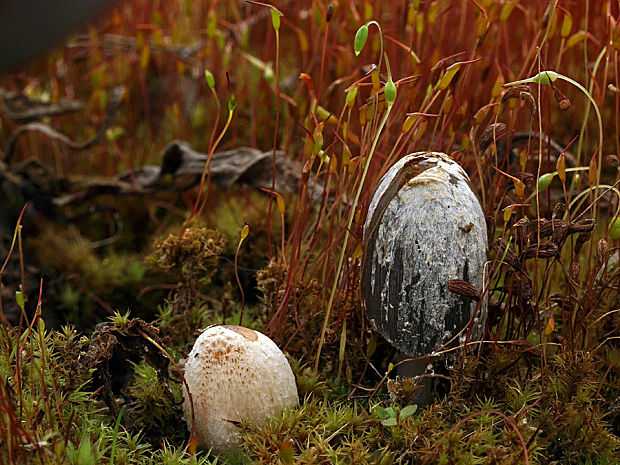 hnojník Coprinopsis sp.