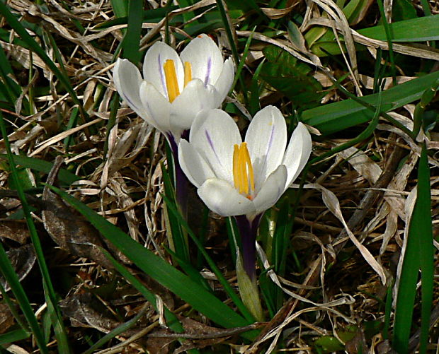 šafran bielokvetý - šafrán bělokvětý Crocus albiflorus Kit. ex Schult.