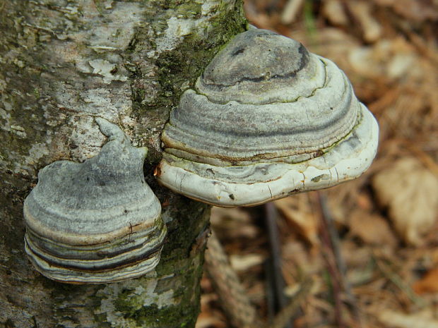 práchnovec kopytovitý Fomes fomentarius (L.) J.J. Kickx