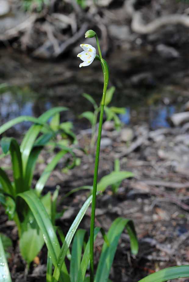 bleduľa jarná karpatská Leucojum vernum subsp. carpaticum (Spring) O. Schwarz