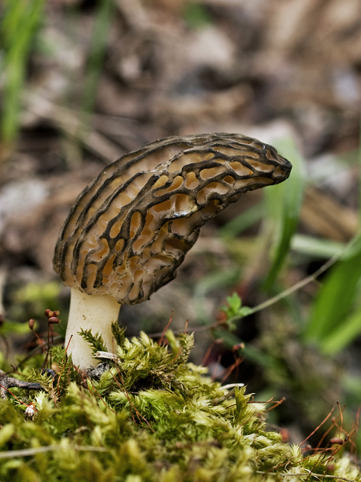 smrčok kužeľovitý Morchella conica Pers.