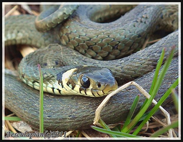 užovka obojková Natrix natrix