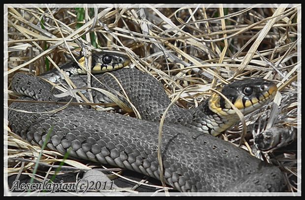 užovka obojková Natrix natrix