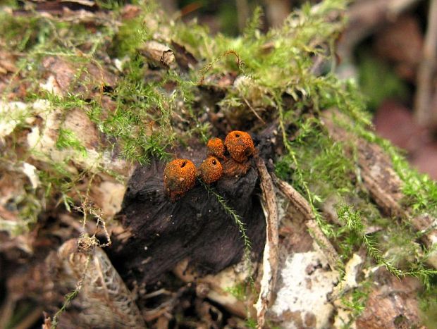 pakorienkovka čierna Plectania melastoma (Sowerby) Fuckel