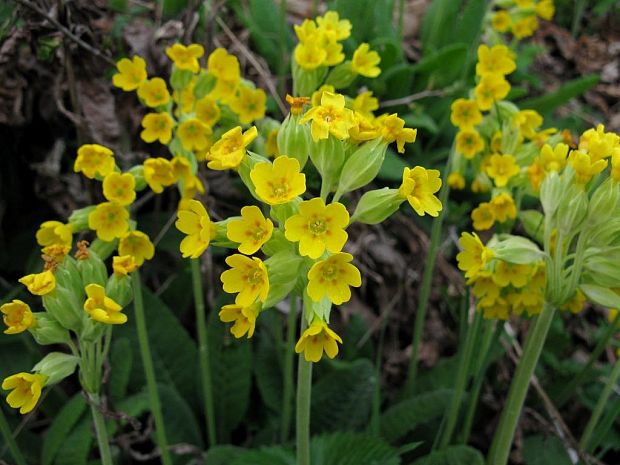 prvosienka jarná Primula veris L.