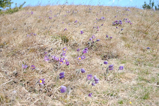 poniklec otvorený Pulsatilla patens (L.) Mill.