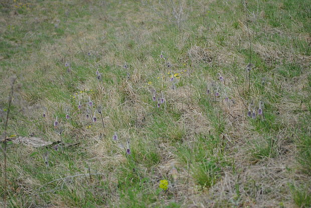 poniklec lúčny maďarský Pulsatilla pratensis subsp. hungarica (Soó) Soó