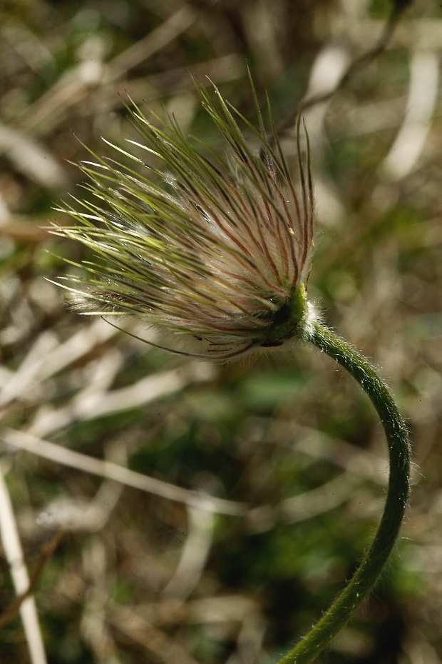 poniklec Pulsatilla sp.