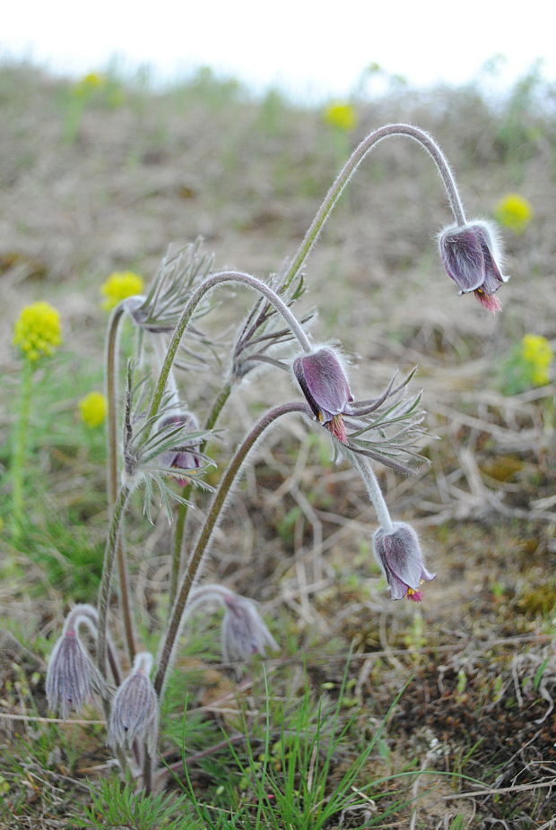 poniklec maďarský Pulsatilla x magyarica J. Wagner