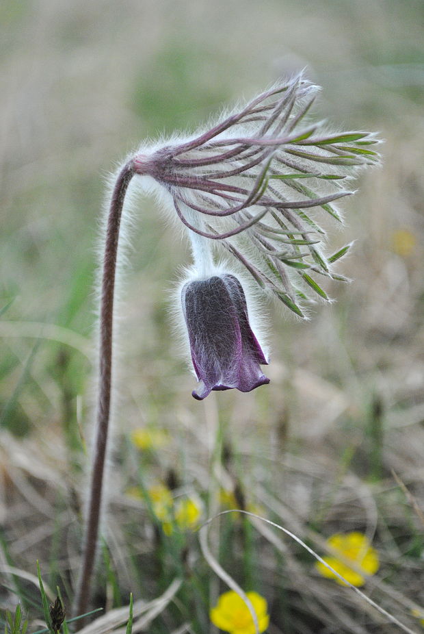 poniklec zimmermannov Pulsatilla zimmermannii Soó