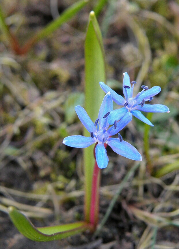 scila dvojlistá Scilla bifolia agg. L.