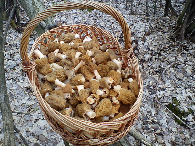 smrčkovec český Verpa bohemica (Krombh.) J. Schröt.