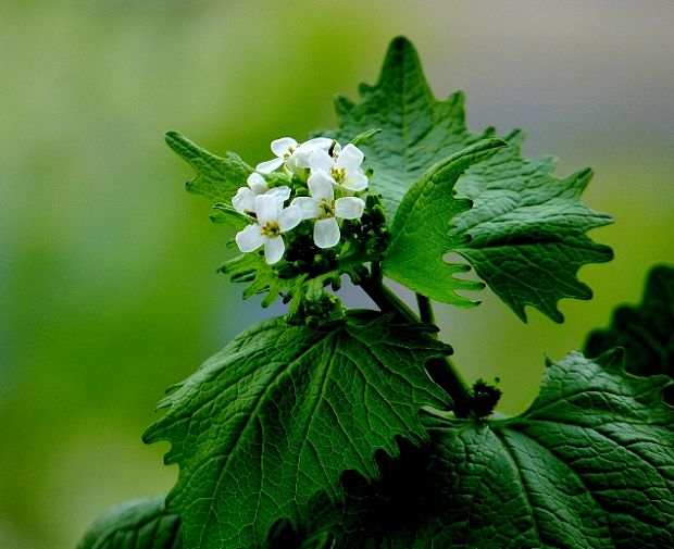 cesnačka lekárska Alliaria petiolata (M. Bieb.) Cavara et Grande