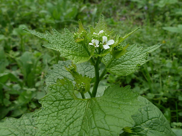 cesnačka lekárska Alliaria petiolata (M. Bieb.) Cavara et Grande