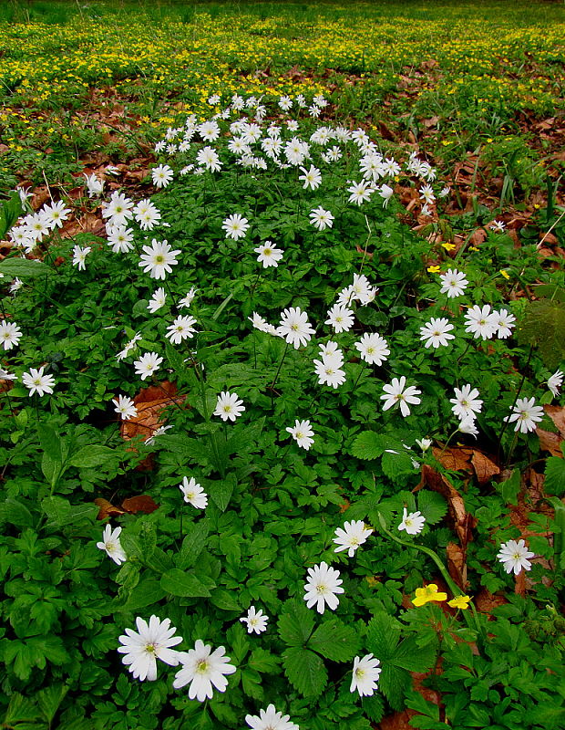 veternica vznešená Anemone blanda Schott et Kotschy