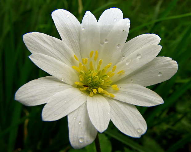 veternica vznešená Anemone blanda Schott et Kotschy