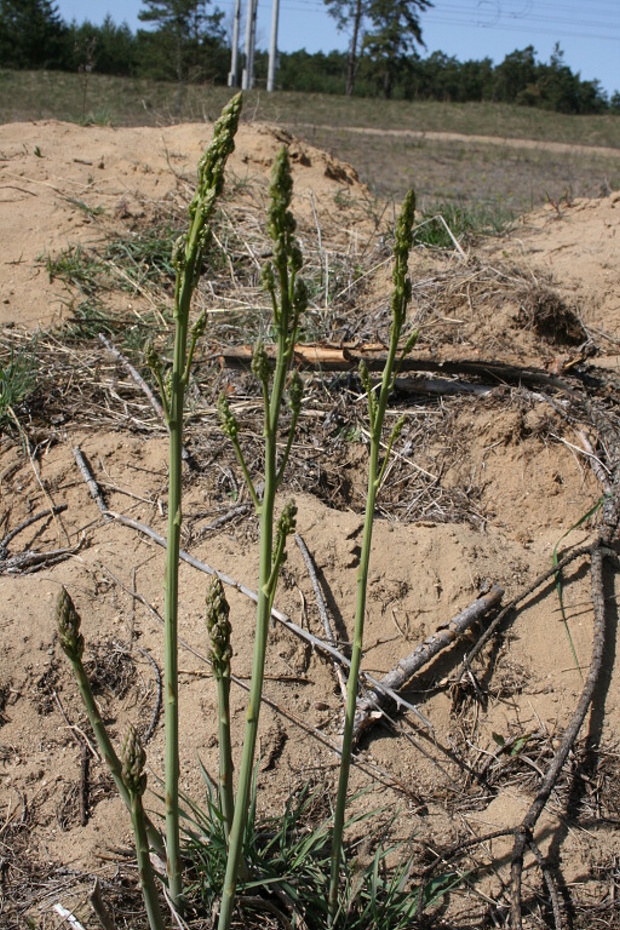 asparágus lekársky Asparagus officinalis L.