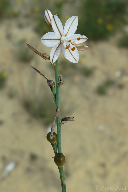 asfodel Asphodelus fistulosus L.