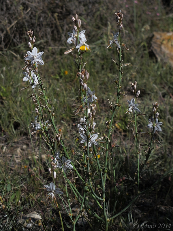 asfodel Asphodelus fistulosus L.