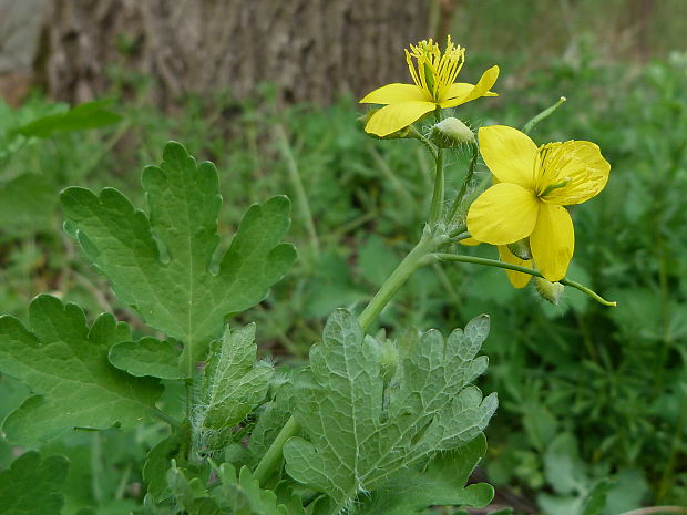 lastovičník väčší Chelidonium majus L.