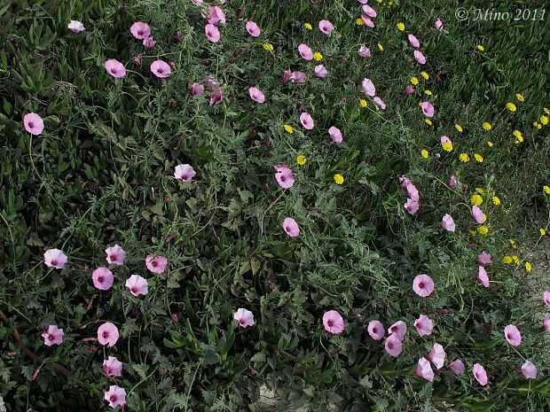 pupenec Convolvulus althaeoides