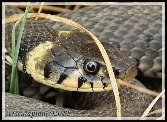 užovka obojková Natrix natrix