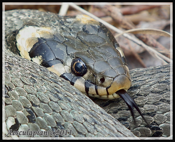 užovka obojková Natrix natrix