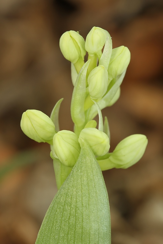 vstavač bledý Orchis pallens L.