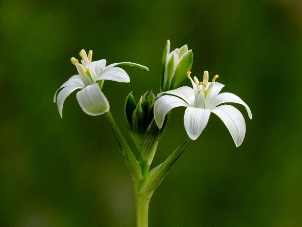 bledavka okolíkatá Ornithogalum umbellatum L