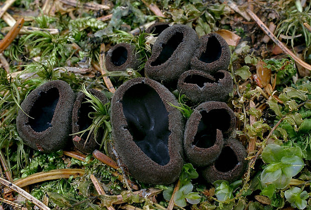 misôčka černastá Pseudoplectania nigrella (Pers.) Fuckel