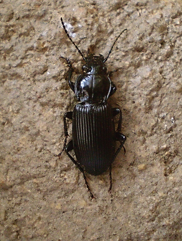 střevlíček Pterostichus melanarius