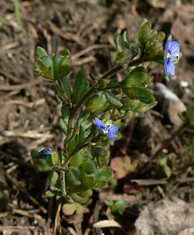 veronika trojúkrojková Veronica triphyllos L.