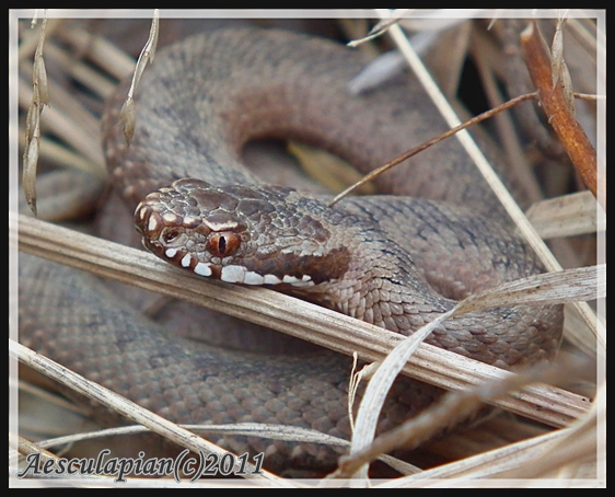 vretenica severná Vipera berus