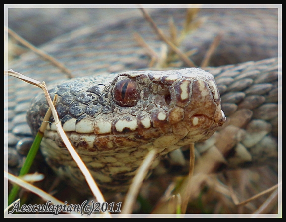 vretenica severná Vipera berus