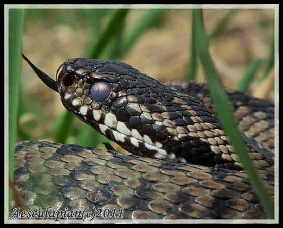 vretenica severná Vipera berus