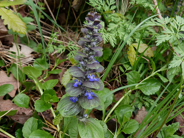 zbehovec plazivý Ajuga reptans L.