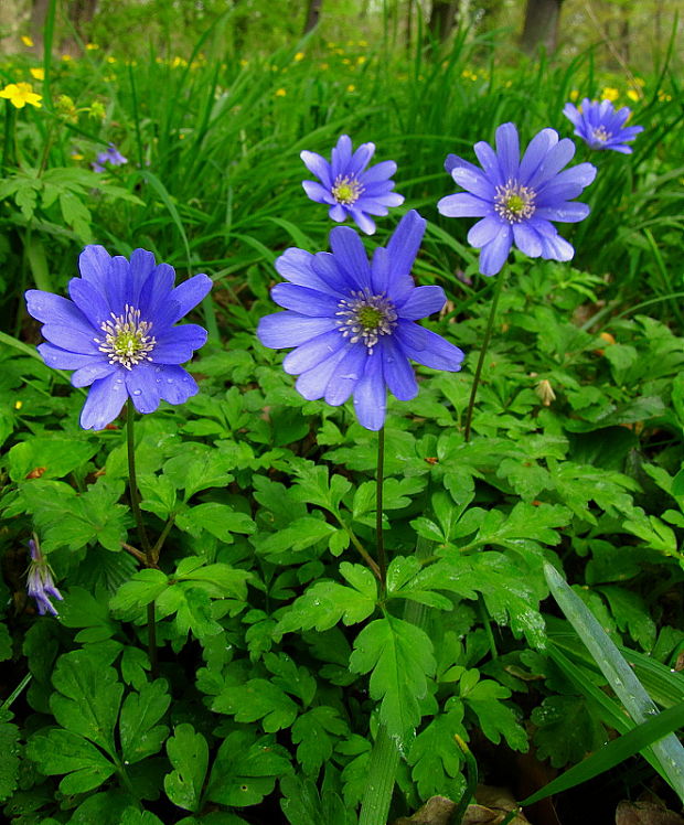 veternica vznešená Anemone blanda Schott et Kotschy