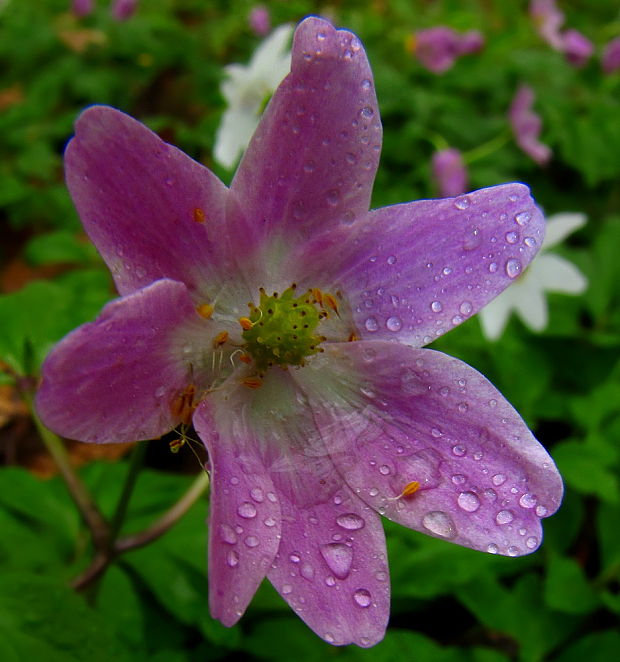 veternica hájna Anemone nemorosa L.