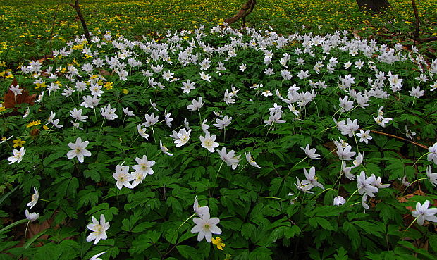 veternica hájna Anemone nemorosa L.