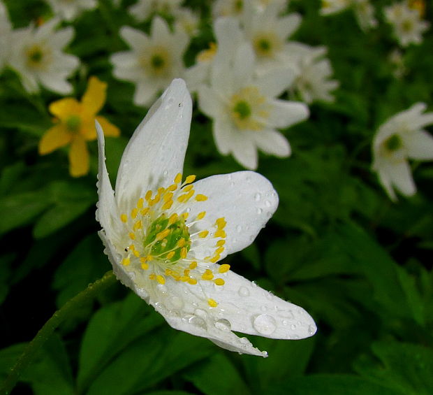 veternica hájna Anemone nemorosa L.