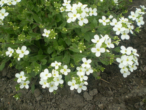 arábka  Arabis  (L.) Bernh.