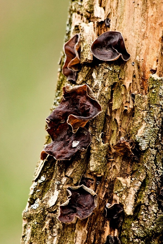 uchovec bazový Auricularia auricula-judae (Bull.) Quél.