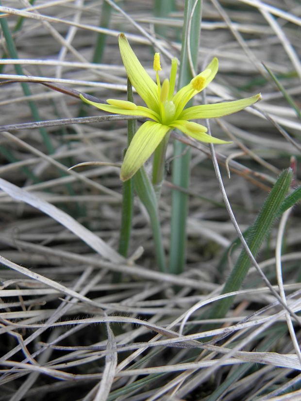 krivec pomoranský Gagea transversalis (Pall.) Stev.