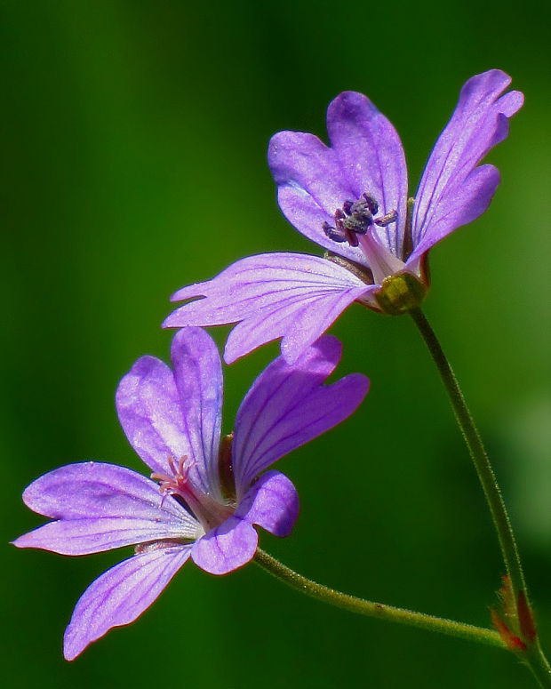 pakost okrúhlolistý Geranium rotundifolium  L.