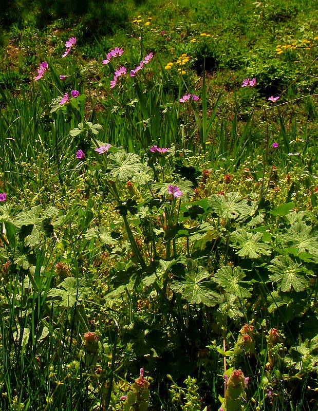 pakost okrúhlolistý Geranium rotundifolium  L.