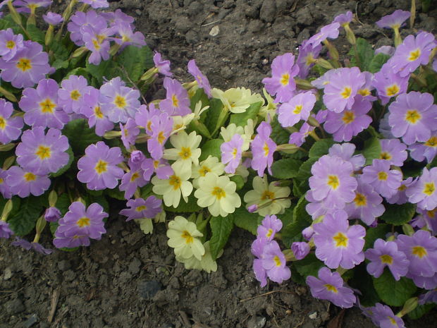 prvosienka  Primula acaulis (L.) L.